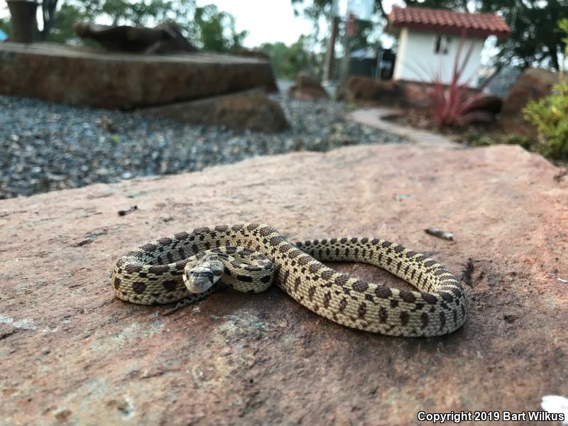 Pacific Gopher Snake (Pituophis catenifer catenifer)