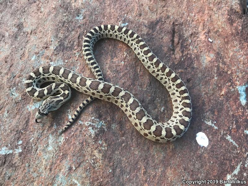 Pacific Gopher Snake (Pituophis catenifer catenifer)