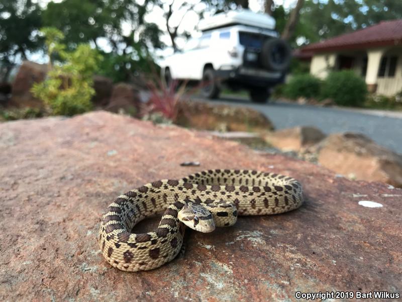 Pacific Gopher Snake (Pituophis catenifer catenifer)