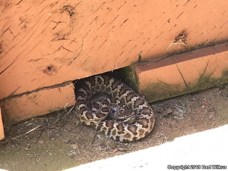 Northern Pacific Rattlesnake (Crotalus oreganus oreganus)