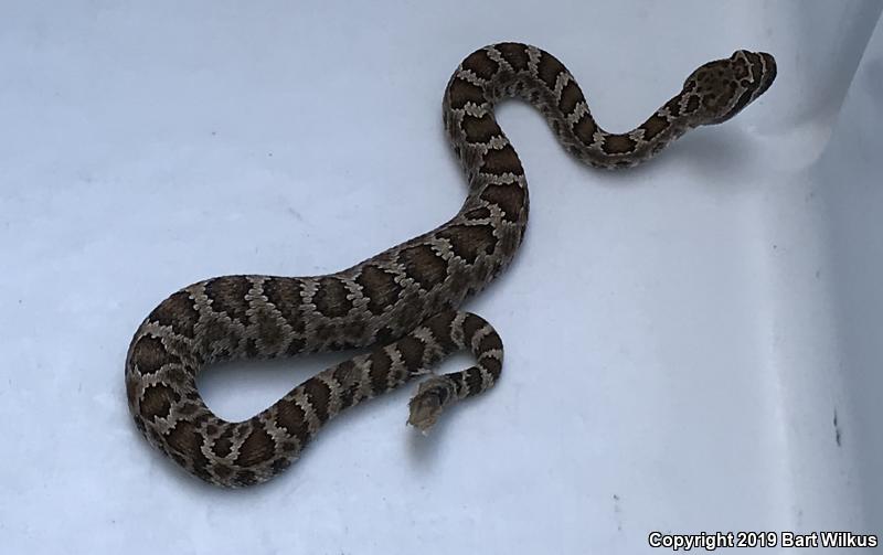 Northern Pacific Rattlesnake (Crotalus oreganus oreganus)