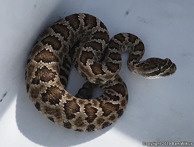 Northern Pacific Rattlesnake (Crotalus oreganus oreganus)