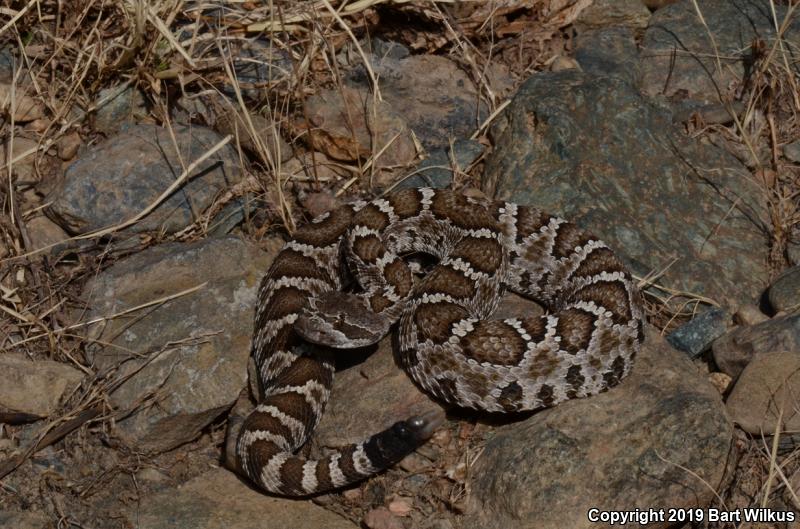 Northern Pacific Rattlesnake (Crotalus oreganus oreganus)