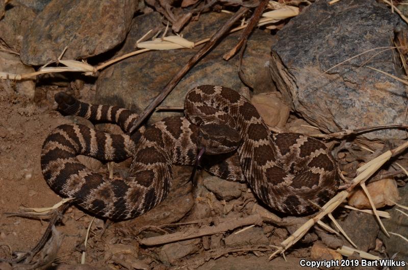 Northern Pacific Rattlesnake (Crotalus oreganus oreganus)