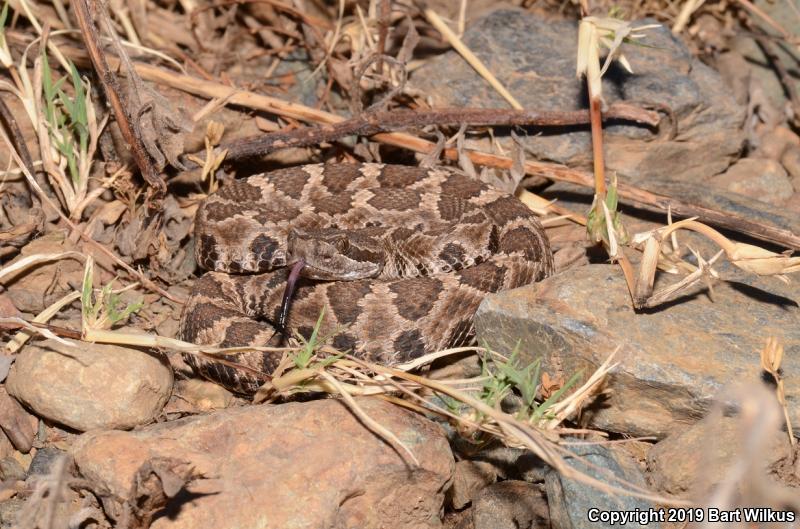 Northern Pacific Rattlesnake (Crotalus oreganus oreganus)