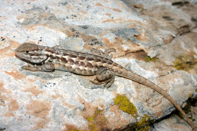 Northern Sagebrush Lizard (Sceloporus graciosus graciosus)