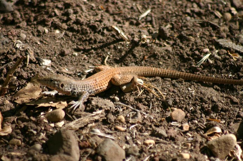 Northern Whiptail (Aspidoscelis tigris septentrionalis)