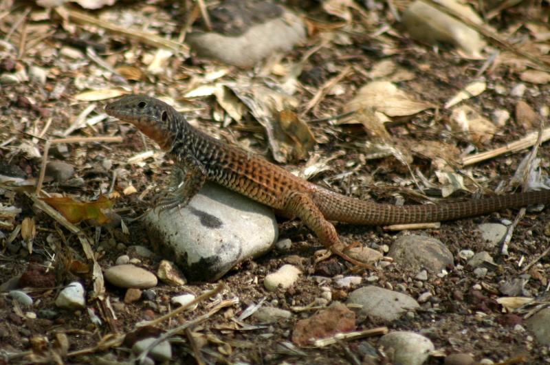 Northern Whiptail (Aspidoscelis tigris septentrionalis)