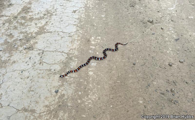 Coast Mountain Kingsnake (Lampropeltis zonata multifasciata)