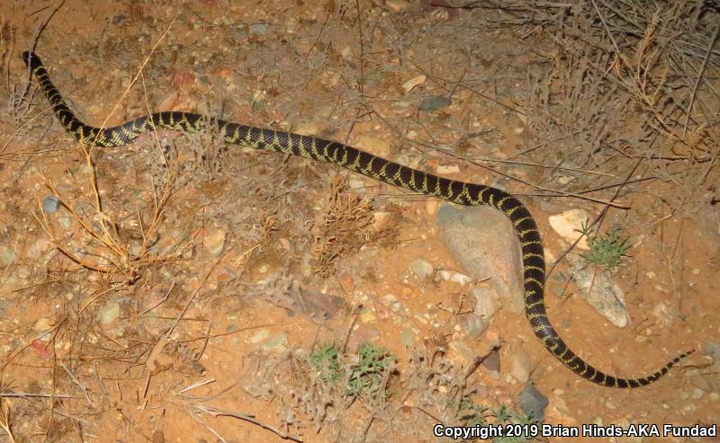 Common Kingsnake (Lampropeltis getula)