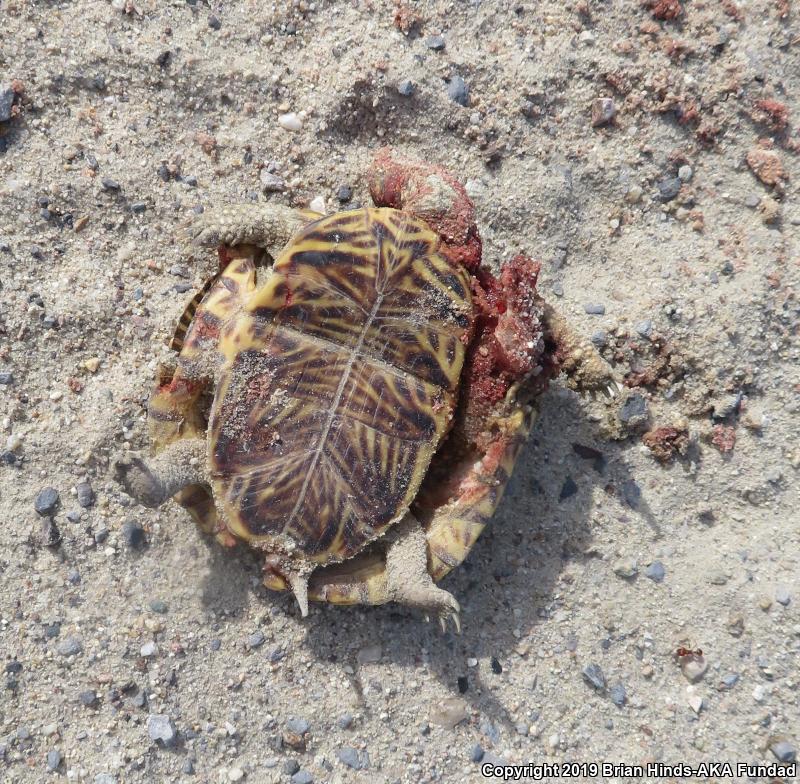 Desert Box Turtle (Terrapene ornata luteola)