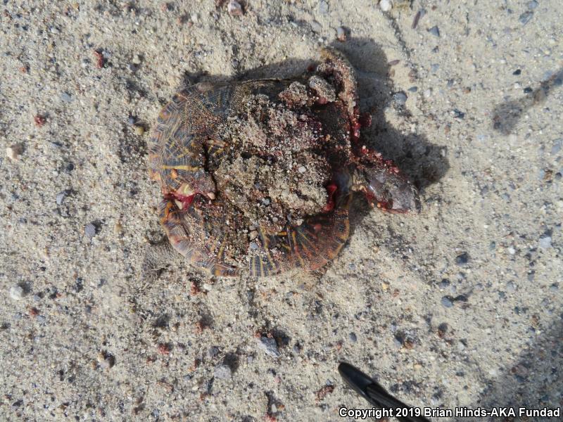 Desert Box Turtle (Terrapene ornata luteola)