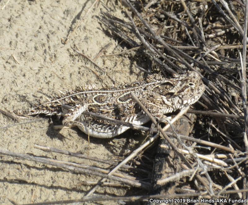 Texas Horned Lizard (Phrynosoma cornutum)