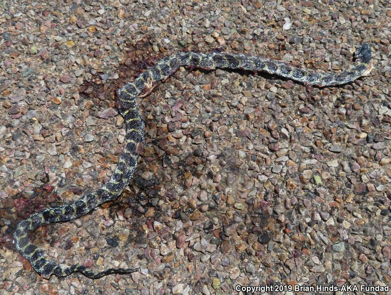 Common Kingsnake (Lampropeltis getula)