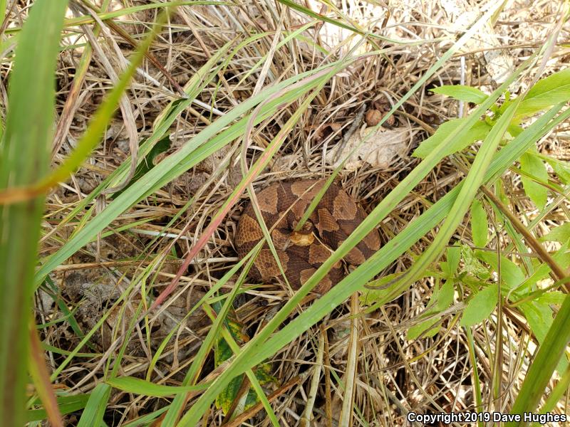 Northern  Copperhead (Agkistrodon contortrix mokasen)