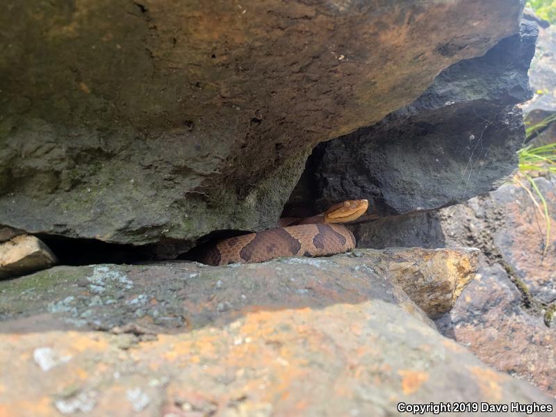 Northern  Copperhead (Agkistrodon contortrix mokasen)