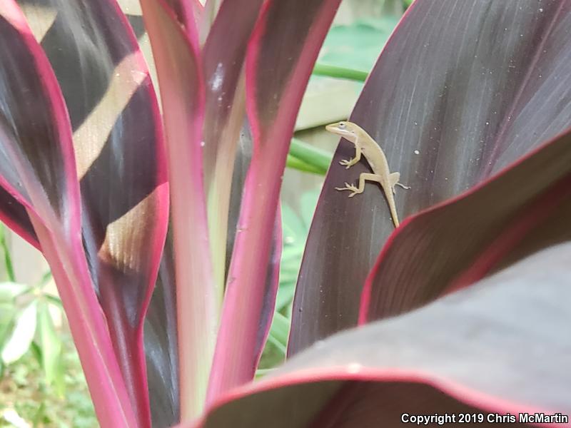 Northern Green Anole (Anolis carolinensis carolinensis)