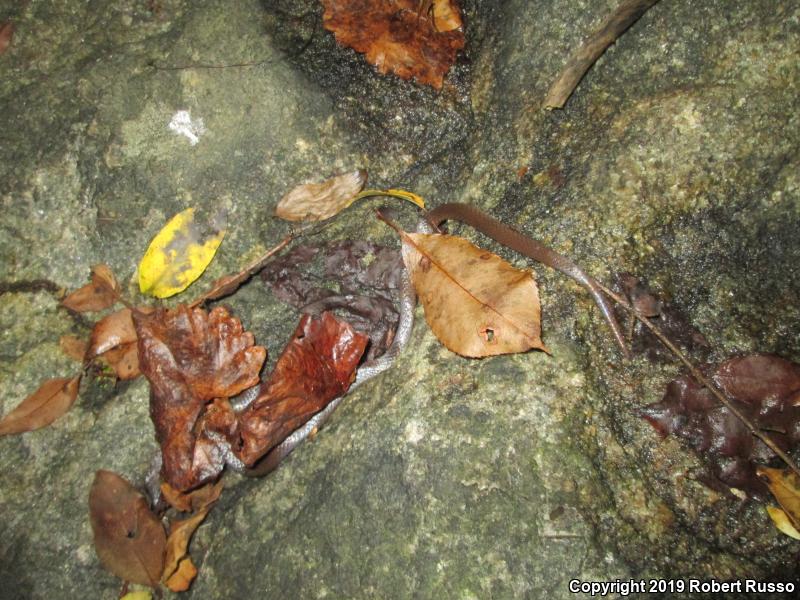 Eastern Wormsnake (Carphophis amoenus)