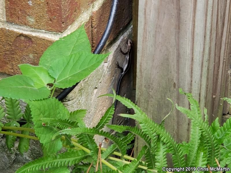 Broadhead Skink (Plestiodon laticeps)