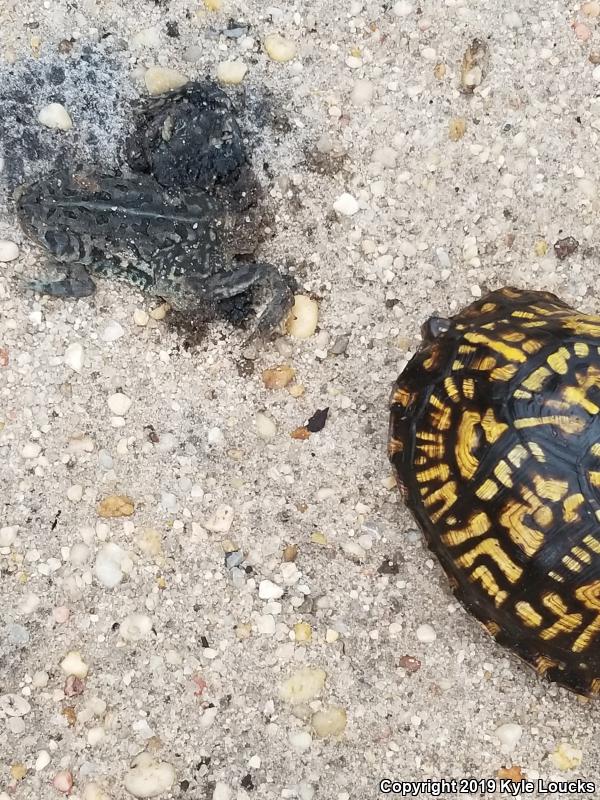 Eastern Box Turtle (Terrapene carolina carolina)