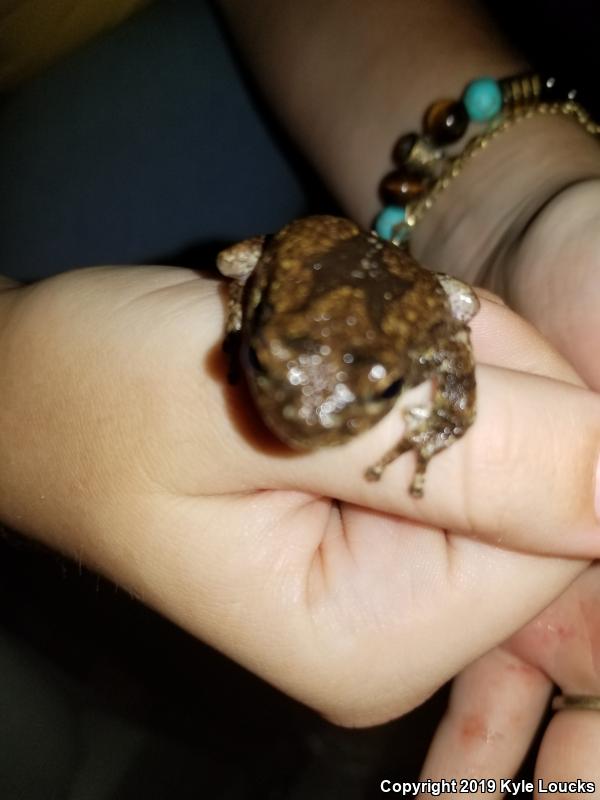 Cope's Gray Treefrog (Hyla chrysoscelis)