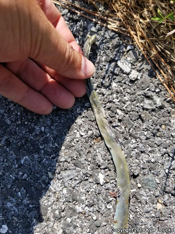 Northern Rough Greensnake (Opheodrys aestivus aestivus)