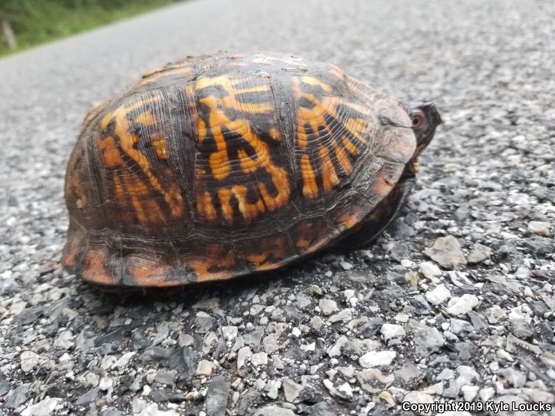 Eastern Box Turtle (Terrapene carolina carolina)