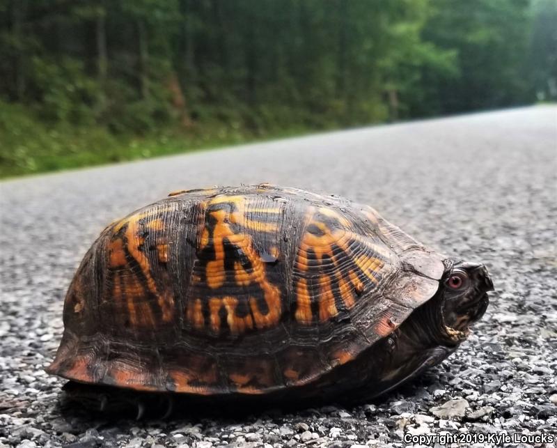 Eastern Box Turtle (Terrapene carolina carolina)