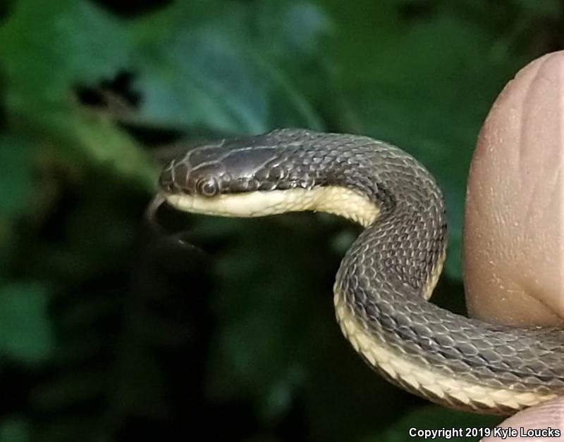 Queensnake (Regina septemvittata)