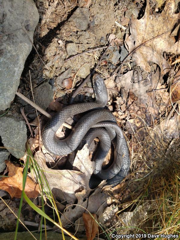 Northern  Black Racer (Coluber constrictor constrictor)