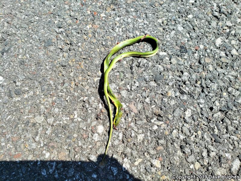 Eastern Smooth Greensnake (Opheodrys vernalis vernalis)