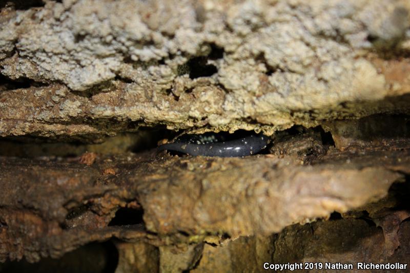 Western Slimy Salamander (Plethodon albagula)