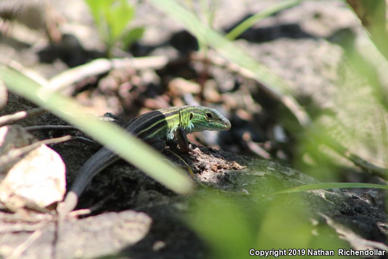 Prairie Racerunner (Aspidoscelis sexlineata viridis)