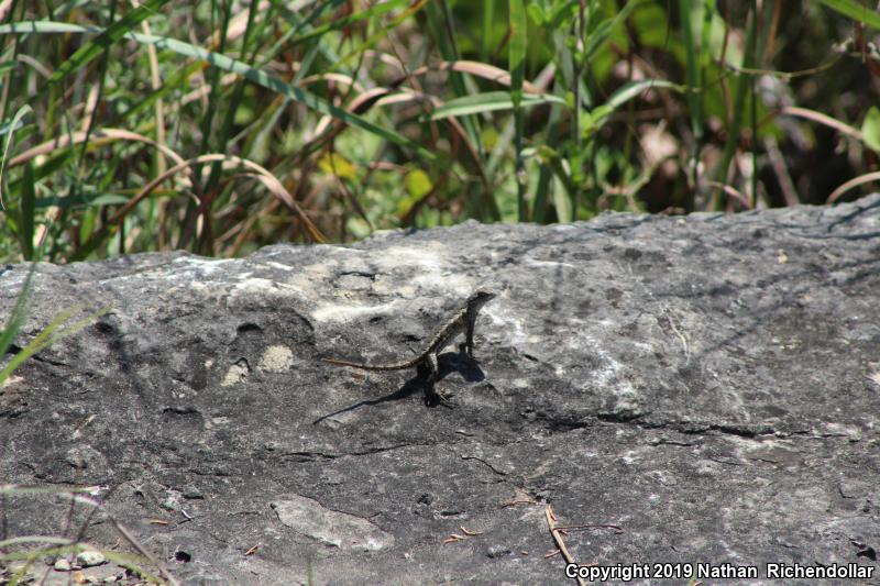 Prairie Lizard (Sceloporus consobrinus)