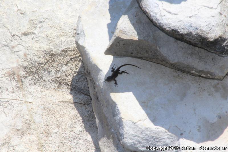 Prairie Lizard (Sceloporus consobrinus)