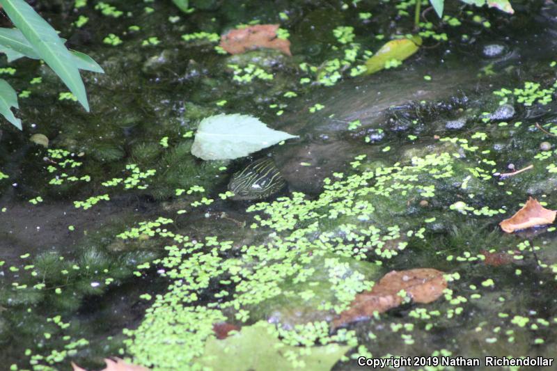 Northern Map Turtle (Graptemys geographica)