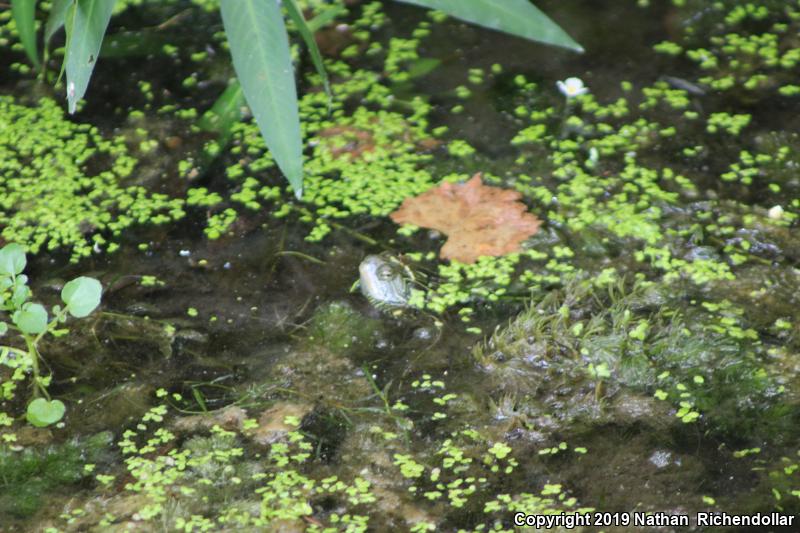 Northern Map Turtle (Graptemys geographica)