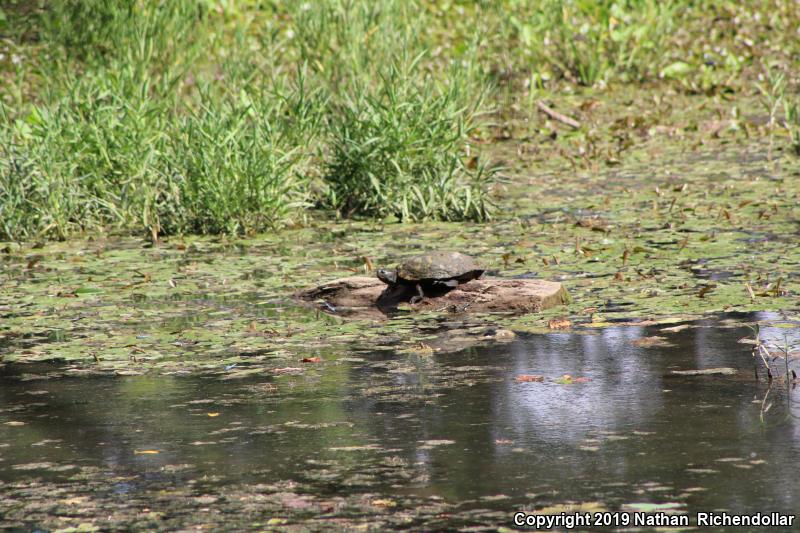 Northern Map Turtle (Graptemys geographica)