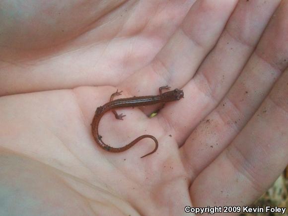 Chamberlain's Dwarf Salamander (Eurycea chamberlaini)