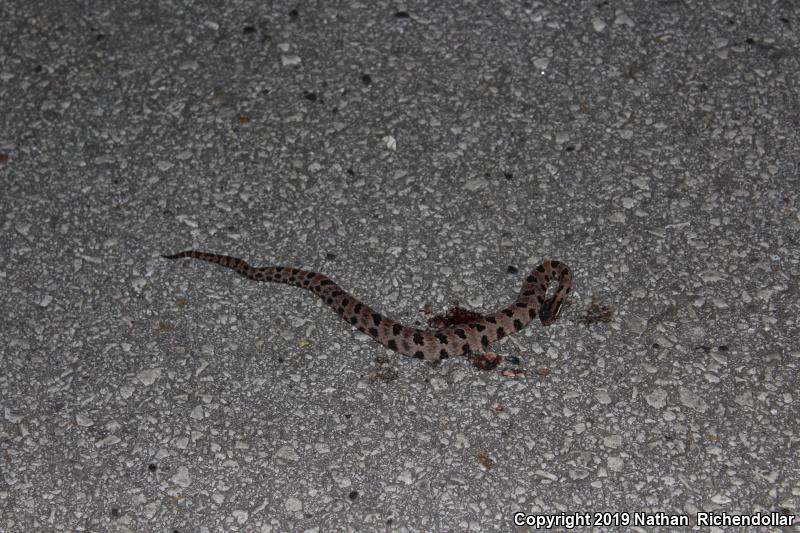 Western Pigmy Rattlesnake (Sistrurus miliarius streckeri)