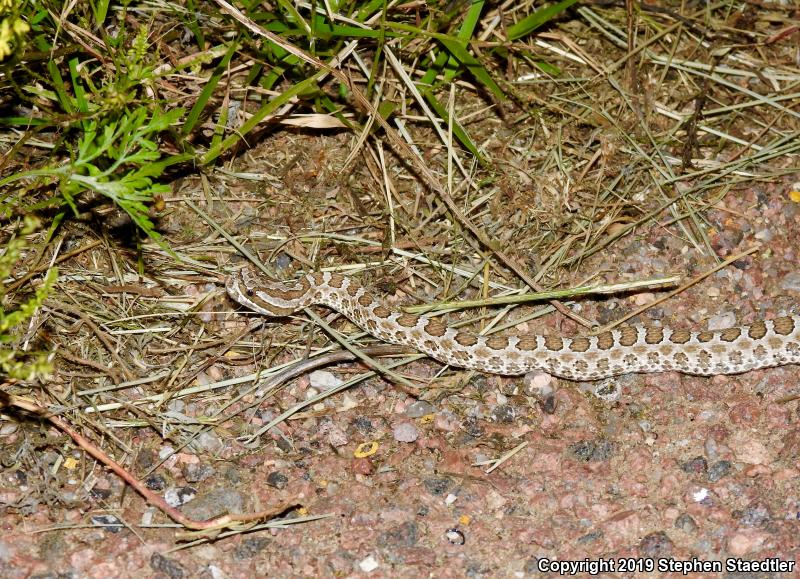 Desert Massasauga (Sistrurus catenatus edwardsii)