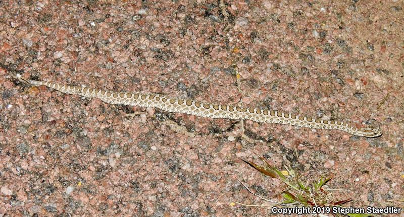 Desert Massasauga (Sistrurus catenatus edwardsii)