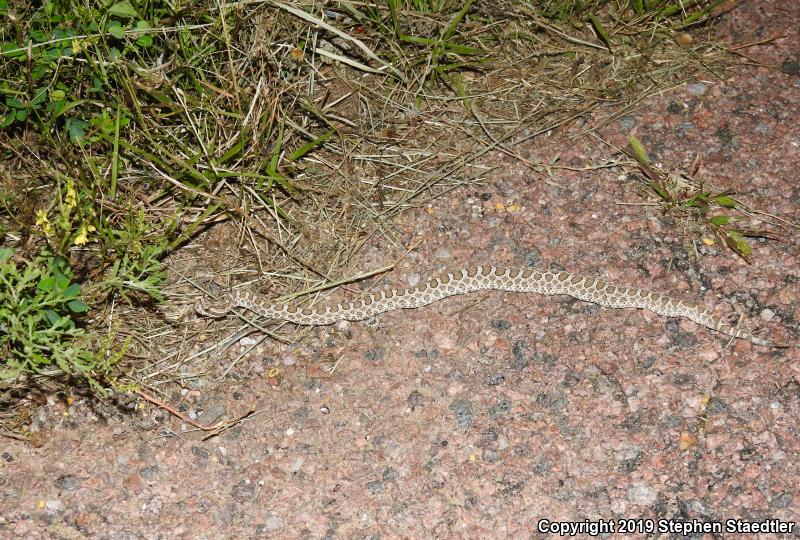 Desert Massasauga (Sistrurus catenatus edwardsii)