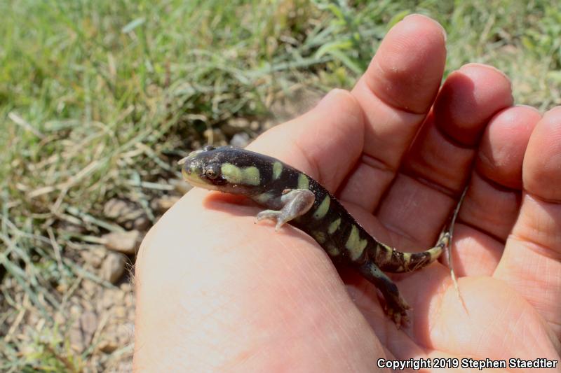 Barred Tiger Salamander (Ambystoma mavortium)