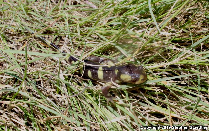 Barred Tiger Salamander (Ambystoma mavortium)