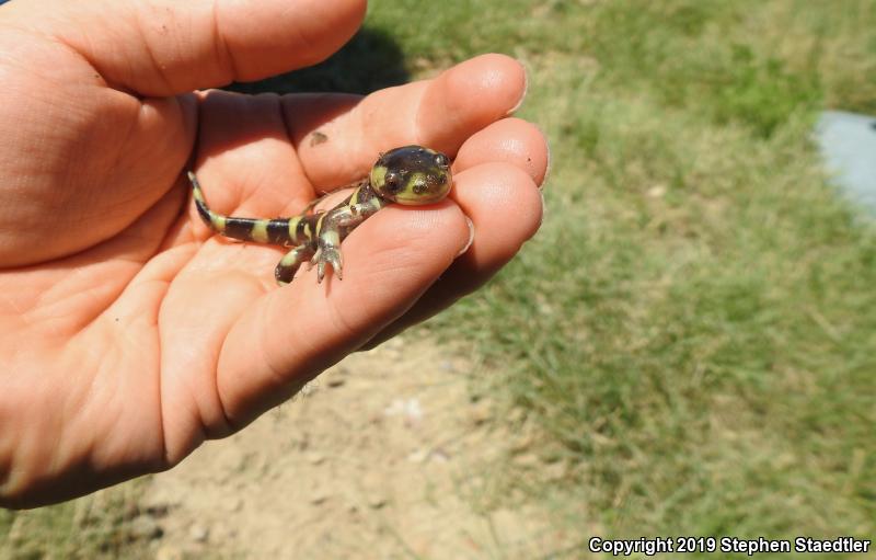 Barred Tiger Salamander (Ambystoma mavortium)