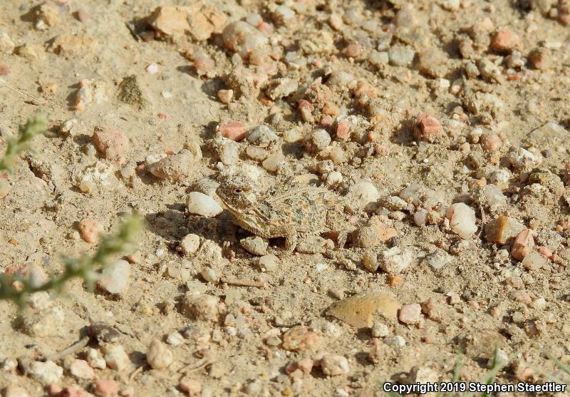 Texas Horned Lizard (Phrynosoma cornutum)