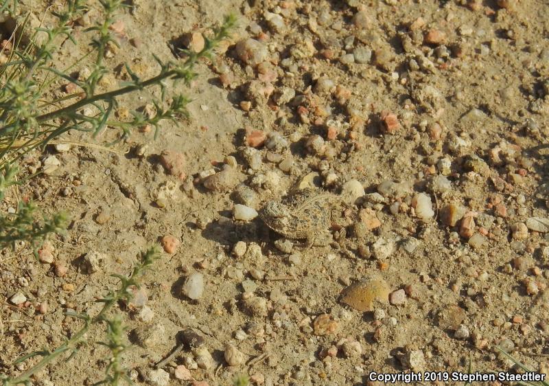 Texas Horned Lizard (Phrynosoma cornutum)