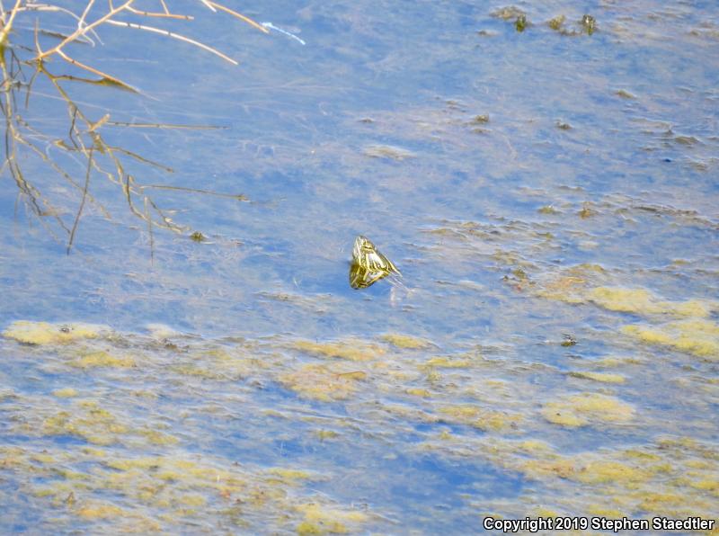 Western Painted Turtle (Chrysemys picta bellii)