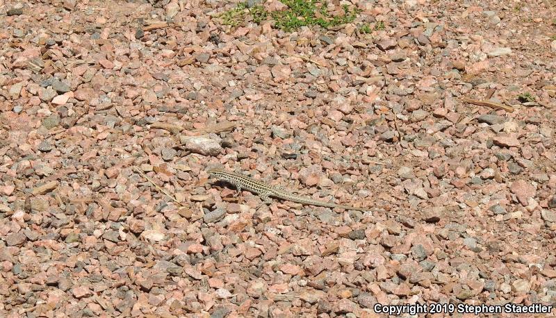 Common Checkered Whiptail (Aspidoscelis tesselata)